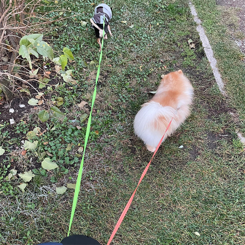 Aufrollbare Doppel-Hundeleine mit Licht und 360° Drehung für kleine Hunde