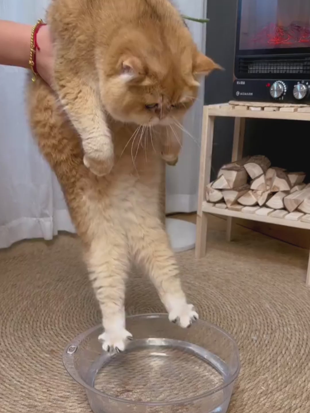 PetSpa™ 3-in-1 Brush – Steam Clean, Massage, De-Fur